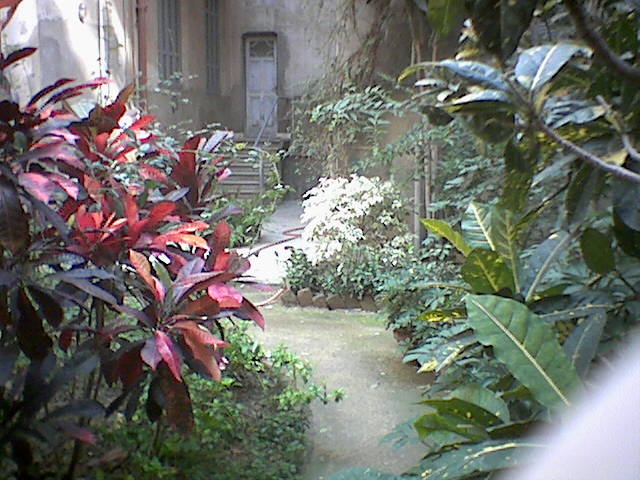 Courtyard garden