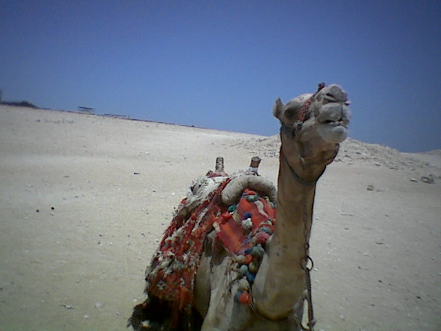 Hi camel!